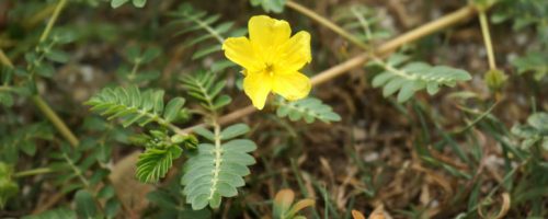 Quais são os benefícios do Tribulus Terrestris